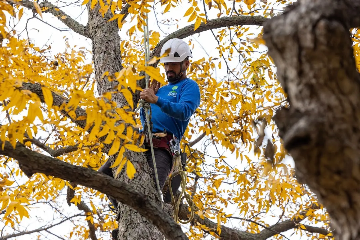 Skilled Tree Transplanting crew working in Sharon